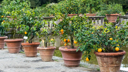 Orangenpflanze mit Früchten im Topf