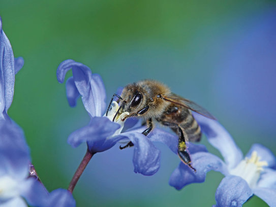 Eine Biete bestäubt eine Blume