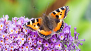 Schmetterling auf Blüten