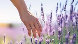 Einen großen Schritt zur Klimaneutralität kann durch eine Reduktion der CO2-Emissionen im Gebäudesektor leisten. (Foto: © borchee / istockphoto.com) Hand im Lavendelfeld