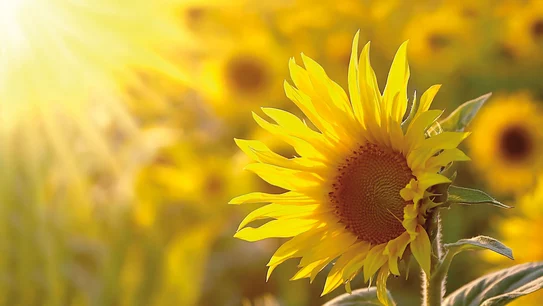 Sonennblumen im Sonnenschein