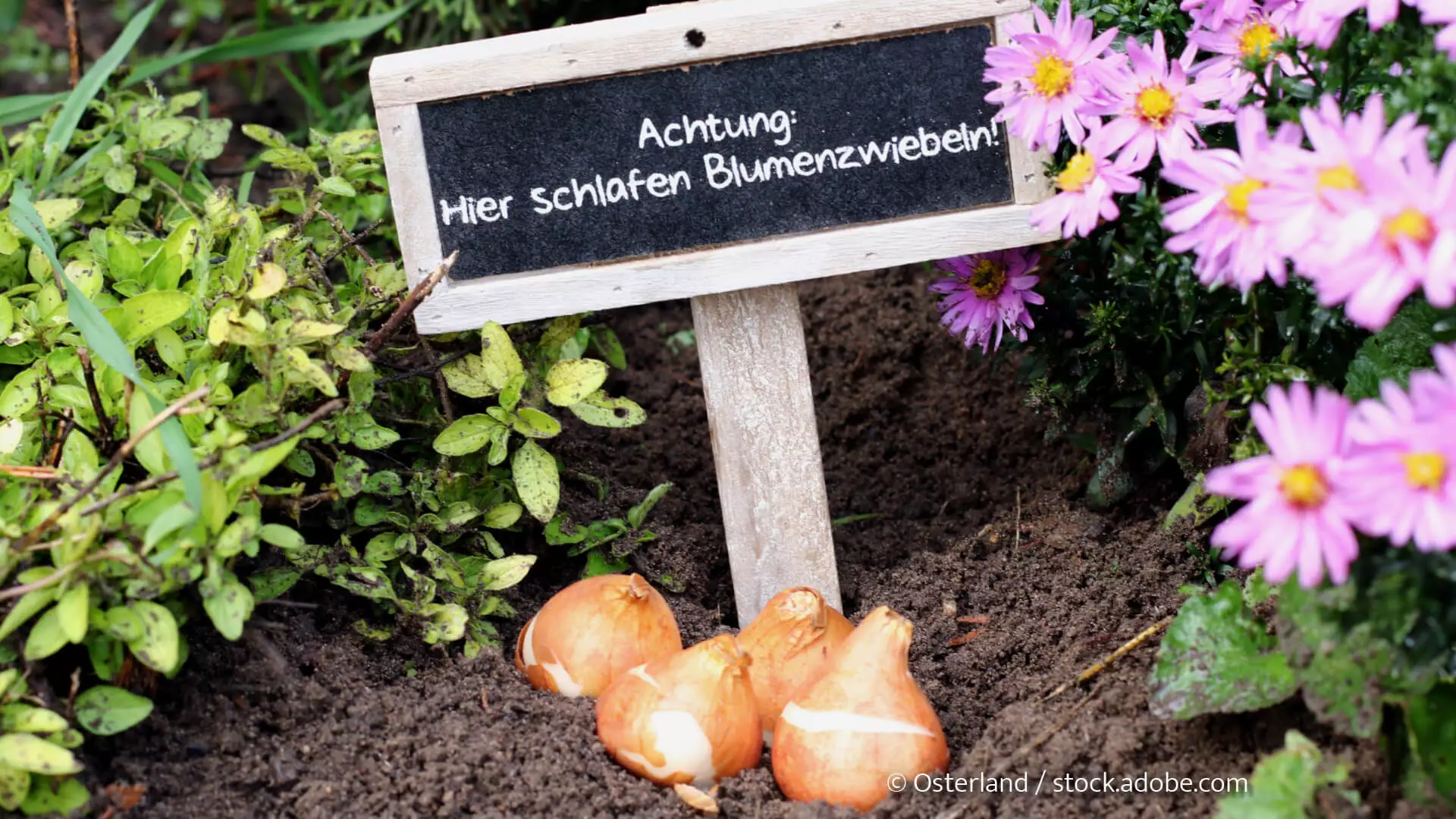 Blumenzwiebeln im Beet