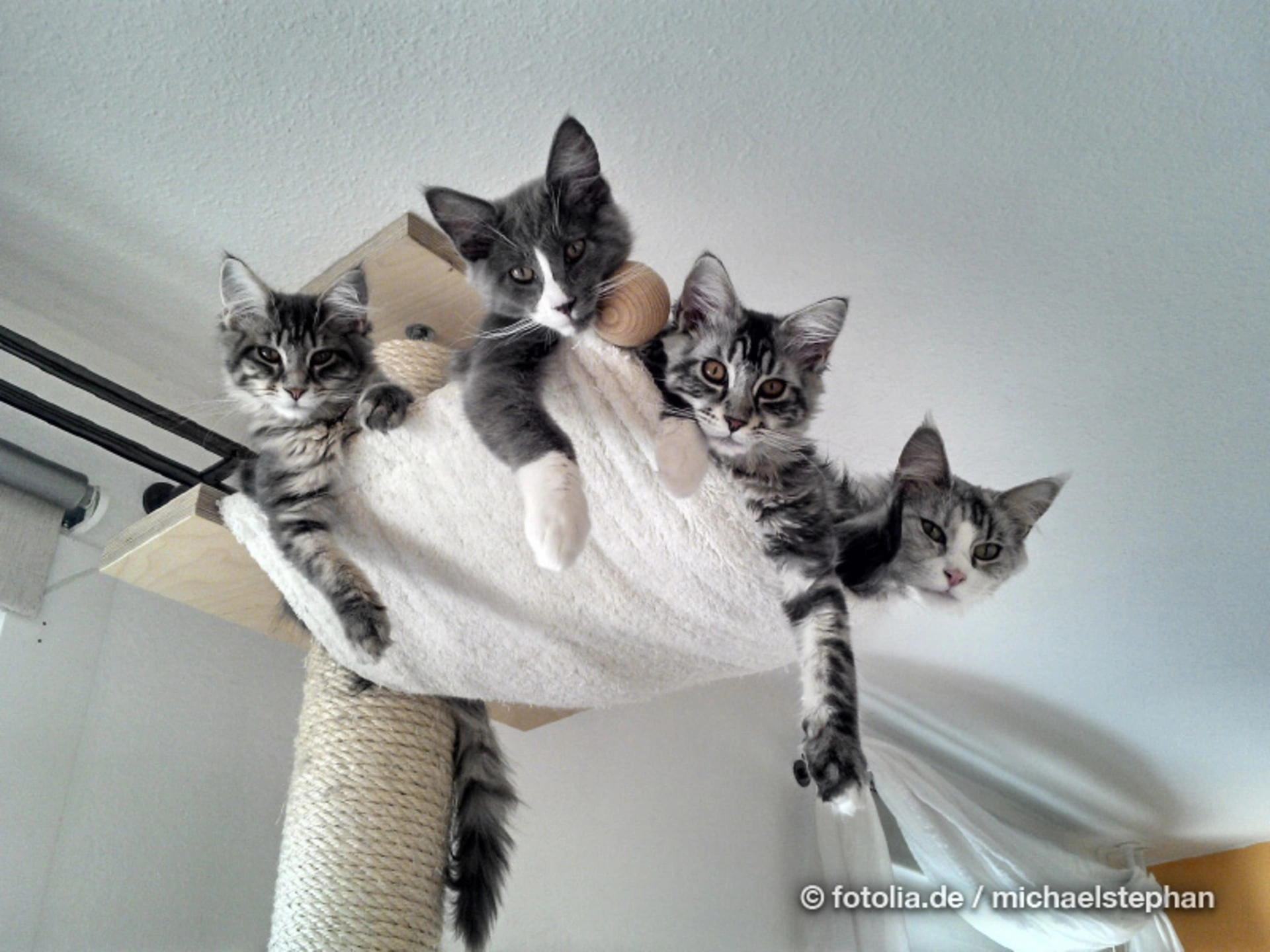 Wenn Sie ihren Katzen einen Traum erfüllen wollen, können Sie das prima mit einem Kratzbaum.  (Foto: © michaelstephan/Fotolia.com)