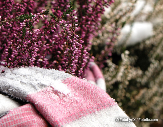 Schützen Sie Ihre Pflanzen vor Frost und Feuchtigkeit (© FotoLyriX / Fotolia.com)