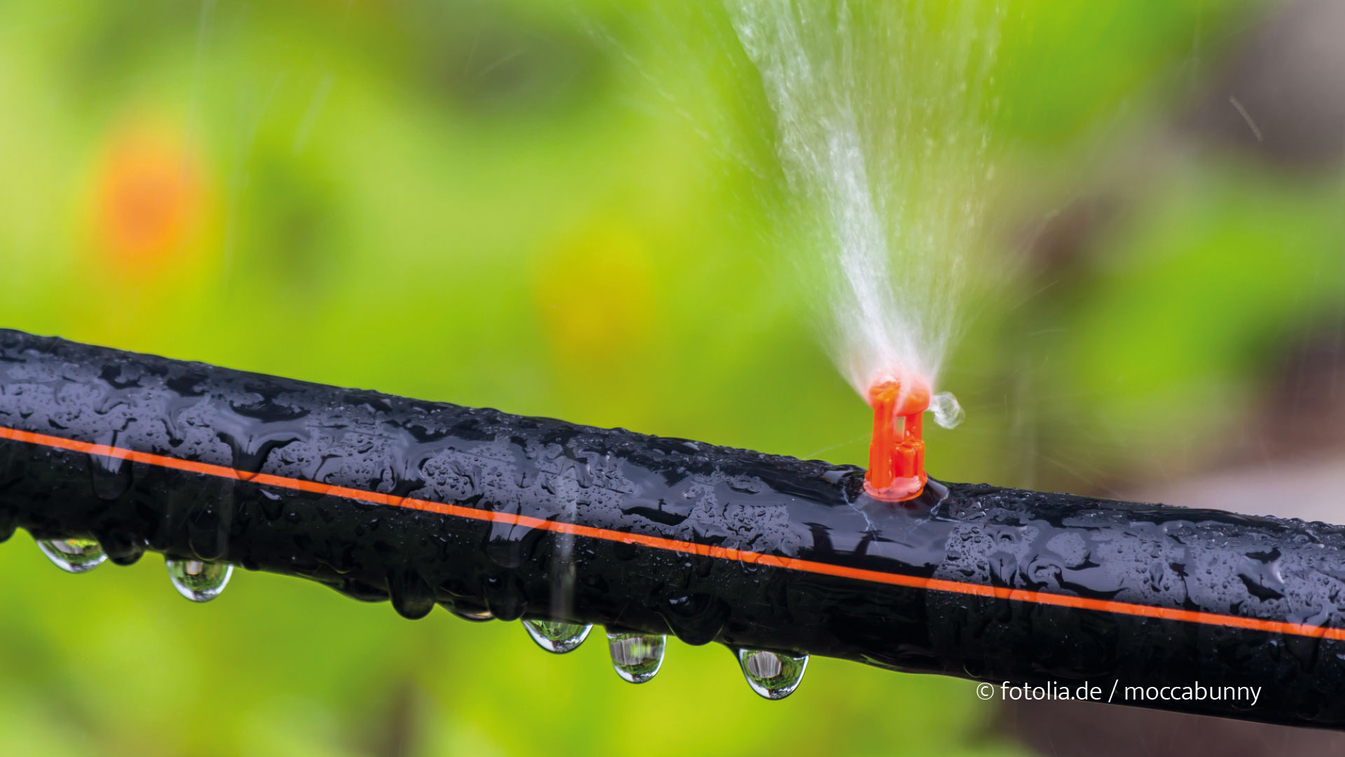 Mit einer automatischen Bewässerung wird jede Pflanze  genau mit der Wassermenge, die sie benötigt gegossen. (Foto: © fotolia.de / moccabunny)